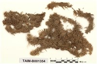 藏品(白齒泥炭苔)的圖片